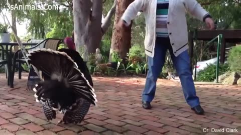 Funny Different Animals Chasing and Scaring People