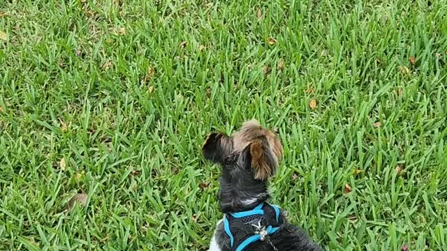 Funny puppy turns into sled dog