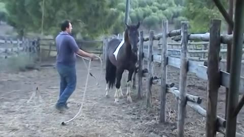 ADDESTRAMENTO CAVALLI. CORSO DI DOMA DOLCE PARTE HORSE TRAINING