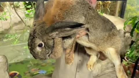 A rabbit big enough to scare my snakes away 😂