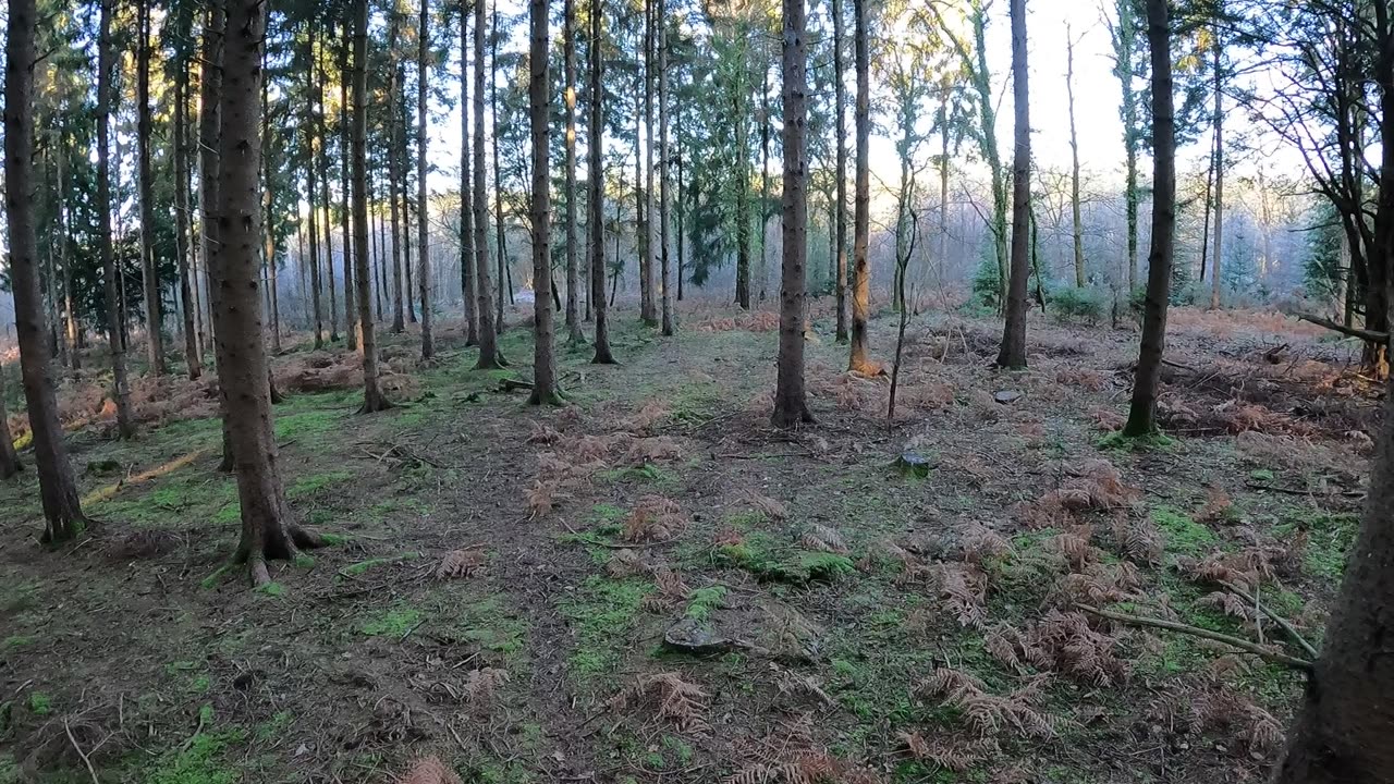 Drone footage. Woodland 20th Jan 2023