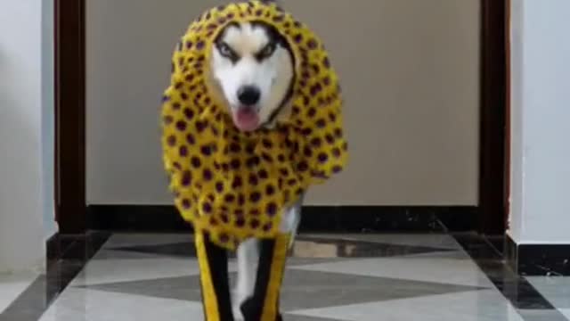 Dog's fashion show