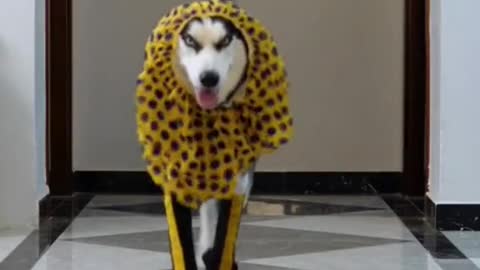 Dog's fashion show