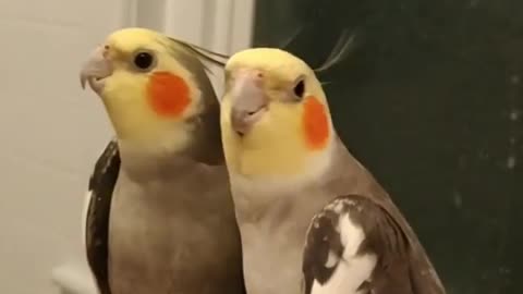 funny birds talking