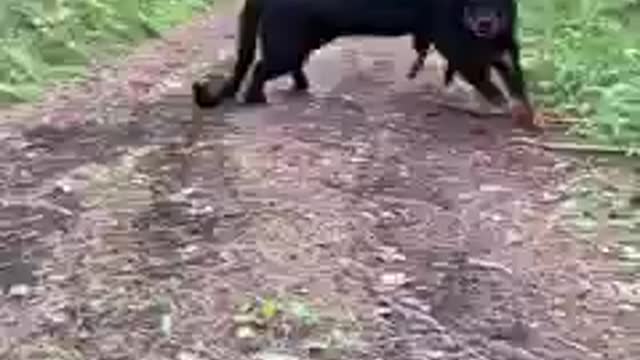 Dog and Black Panther friendship