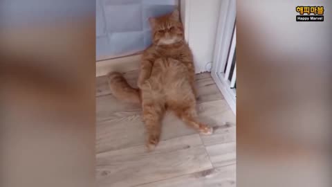 Funny animal videos😻😂😹🤣