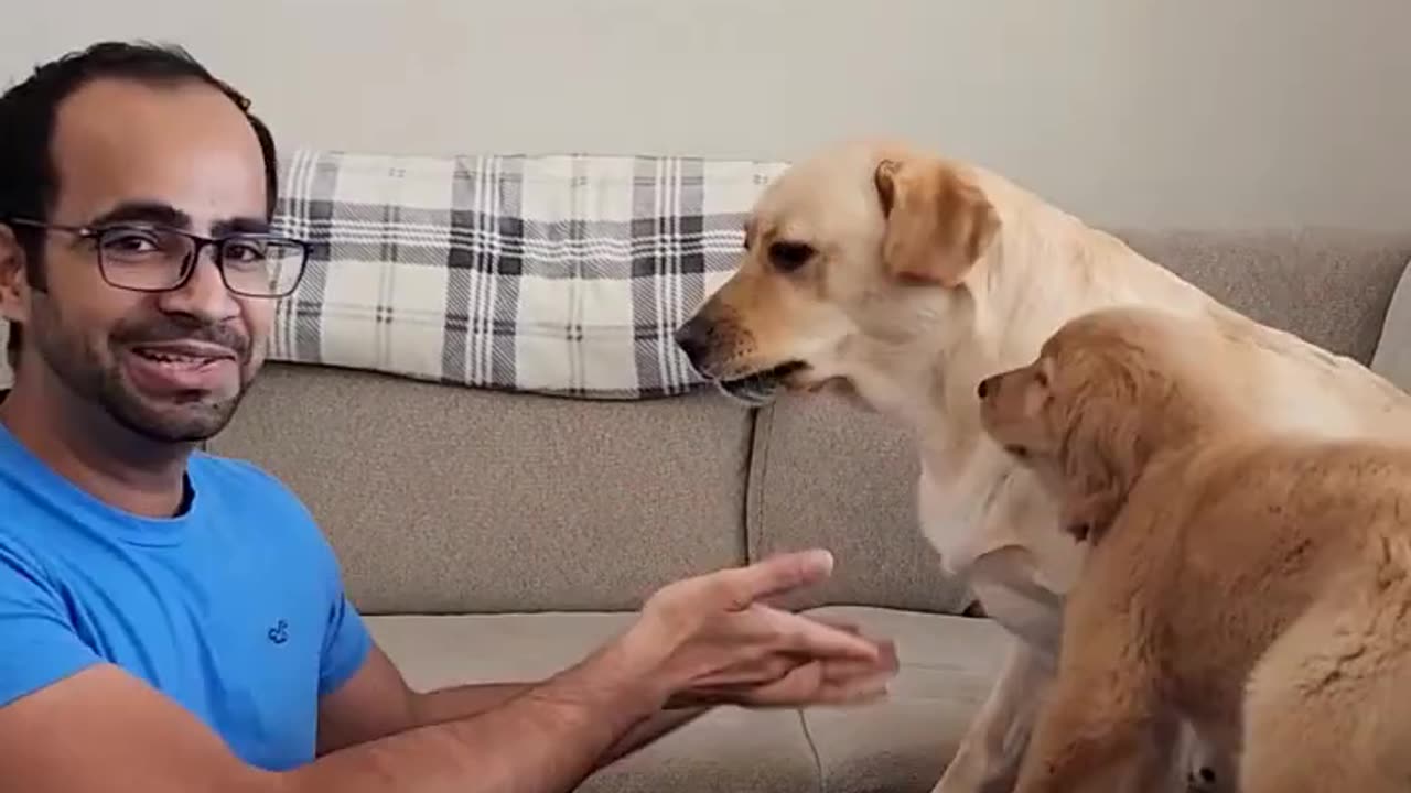 Buddy Saying he Don't like Teddy | Buddy ko Teddy nahi Pasand #shorts
