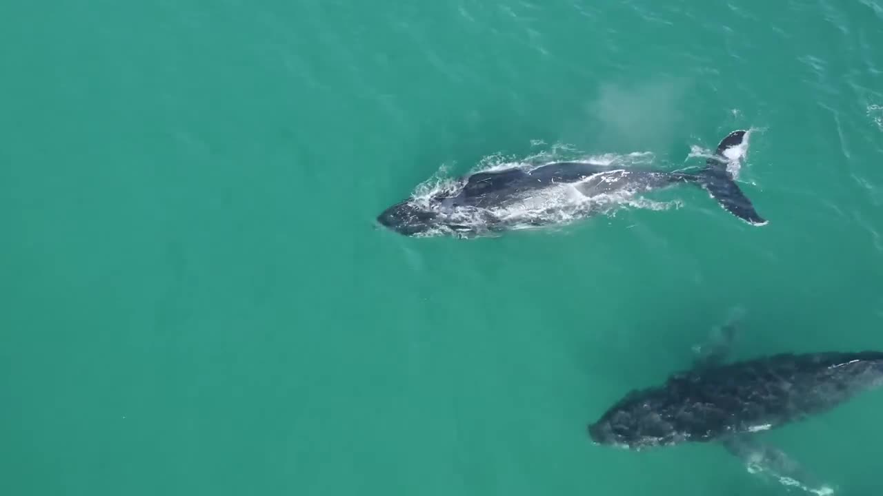 MARINE BIOLOGISTS JUST WARNED THAT THOUSANDS OF WHALES ARE ACTING STRANGE BUT DON’T KNOW WHY