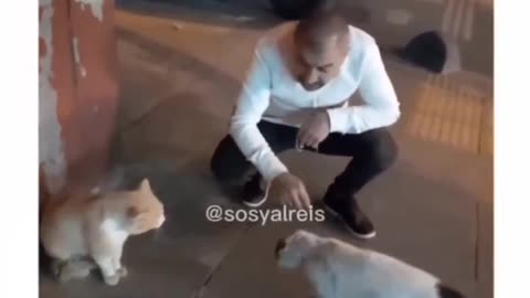 Animal lover cat