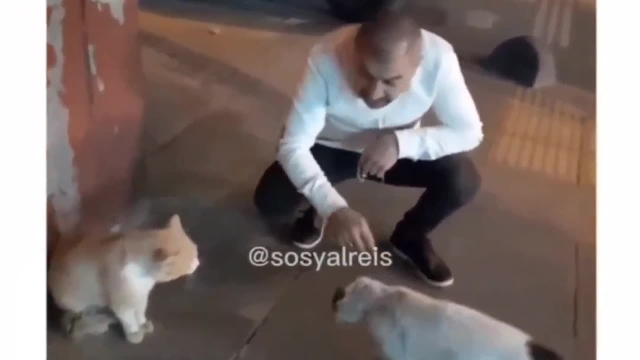 Animal lover cat