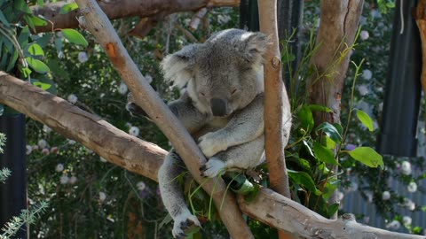 Koala Playing resting,eating sleeping at moment