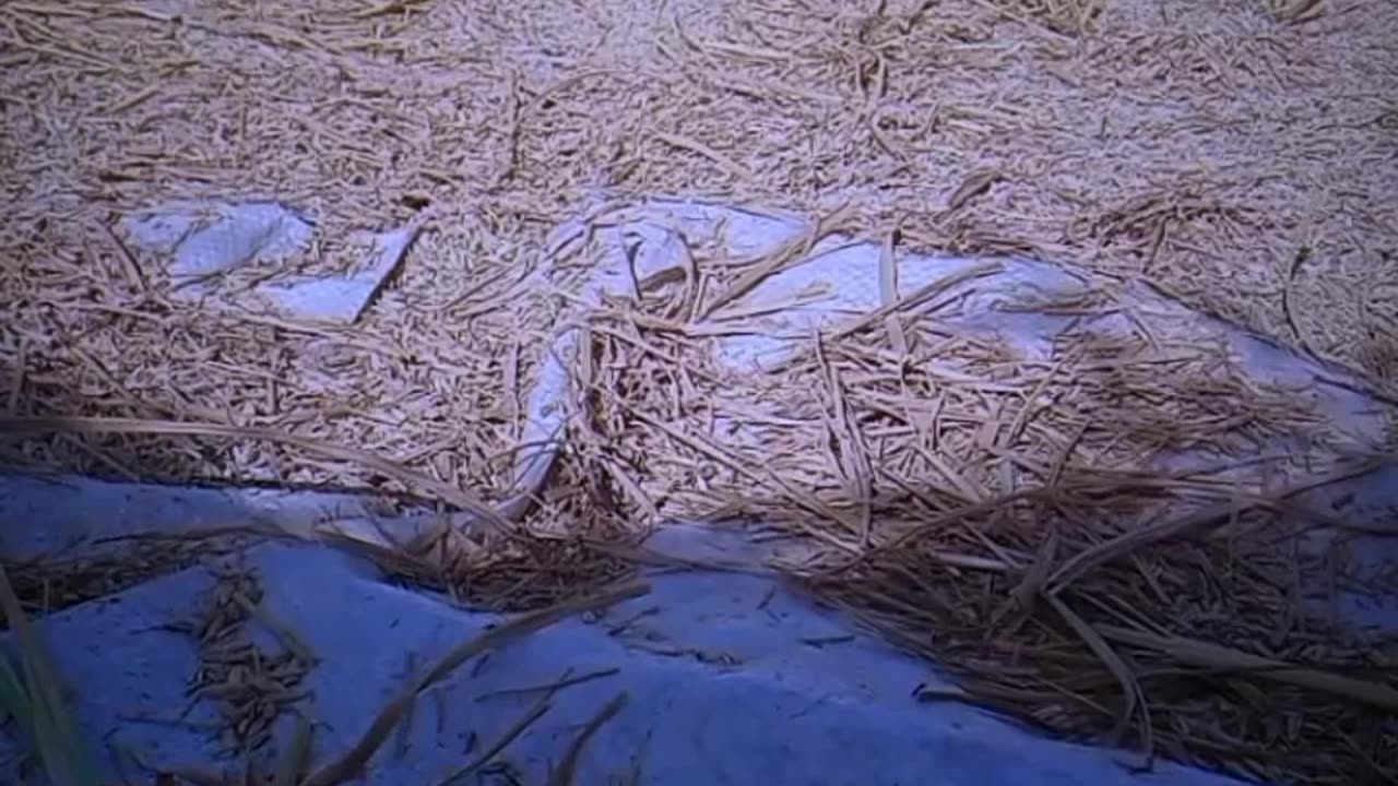 Rice harvest