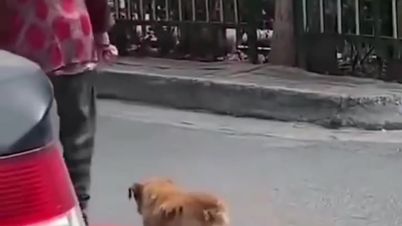 Smart dog