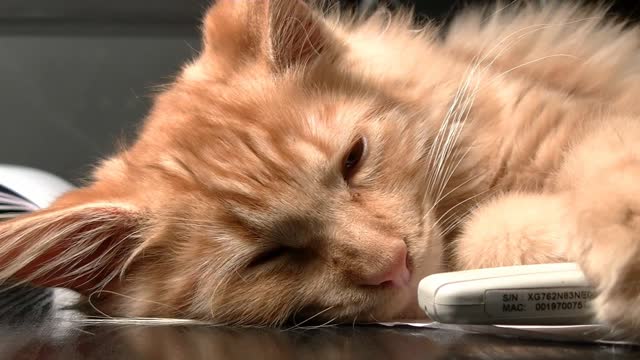 _A cat sleeps in just 25 seconds_*AMAZING*