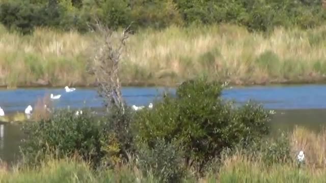 Brown Bear viewing at Brooks Falls Alaska USA (Part 3)