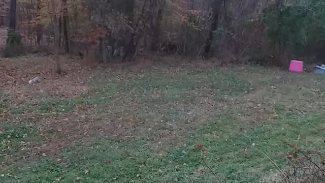 Paul Almost gets Mauled by Millie his Chinese Crested Puppy