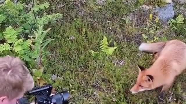 A beautiful situation for the photographer in Norway with a fox