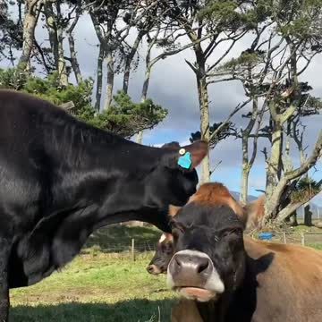 Gingerbread girl grooming her mother Brown Sugar. Gingee often bullies Brownie
