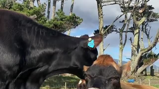 Gingerbread girl grooming her mother Brown Sugar. Gingee often bullies Brownie