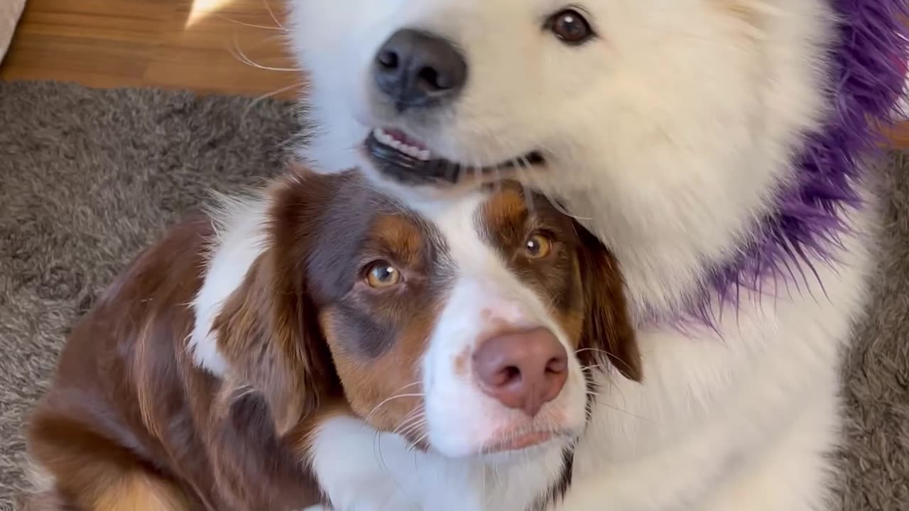 Both pets are beautiful and hug each other