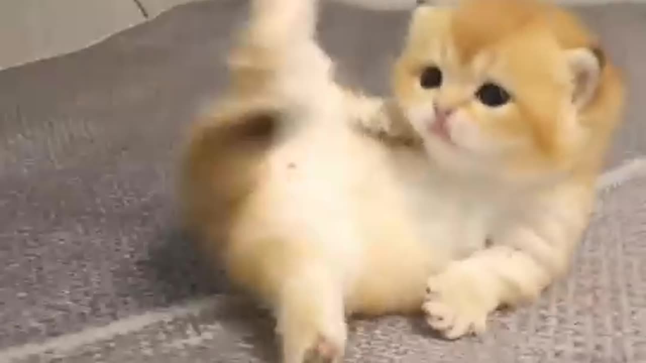 Cat video