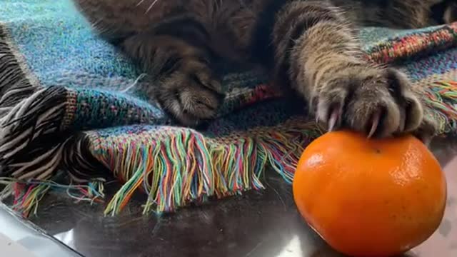 Feline Frustration: When Cats Show Their Displeasure Without Saying a Word