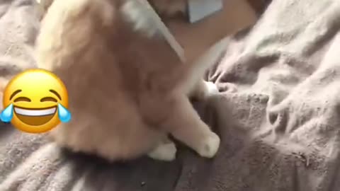 Funny cute cats