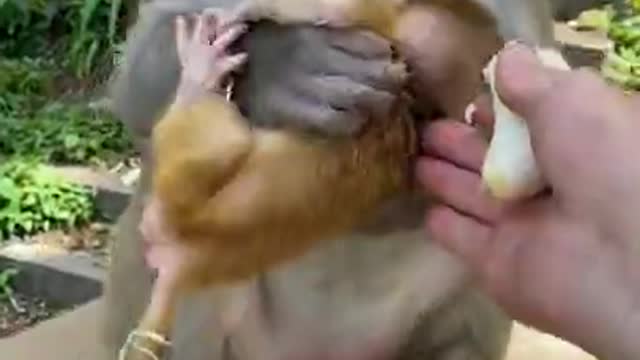 Cute Monkey China & Funny Love monkey_ Animals Love