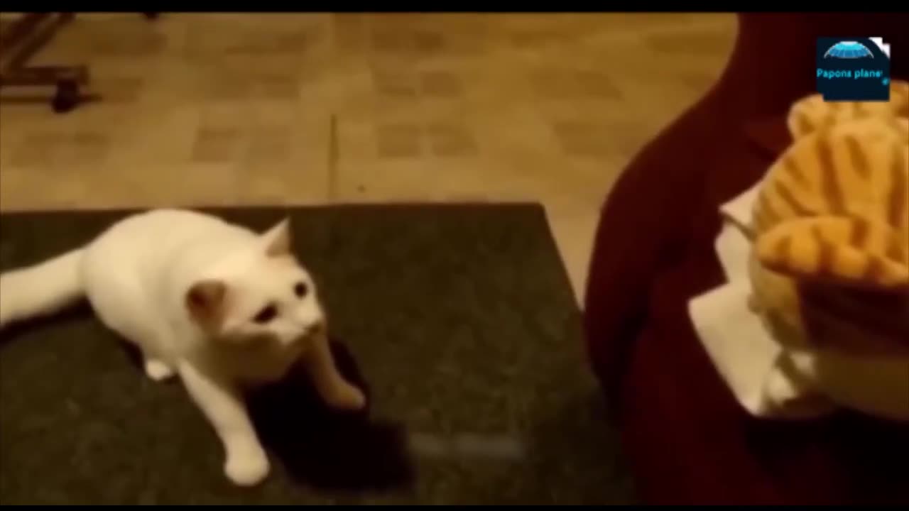 Funny Animals 29