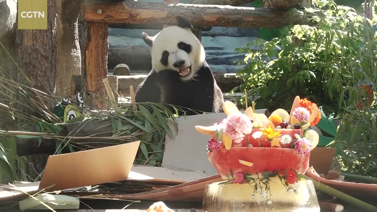 Giantpandas celebrate birthday at Moscow Zoo