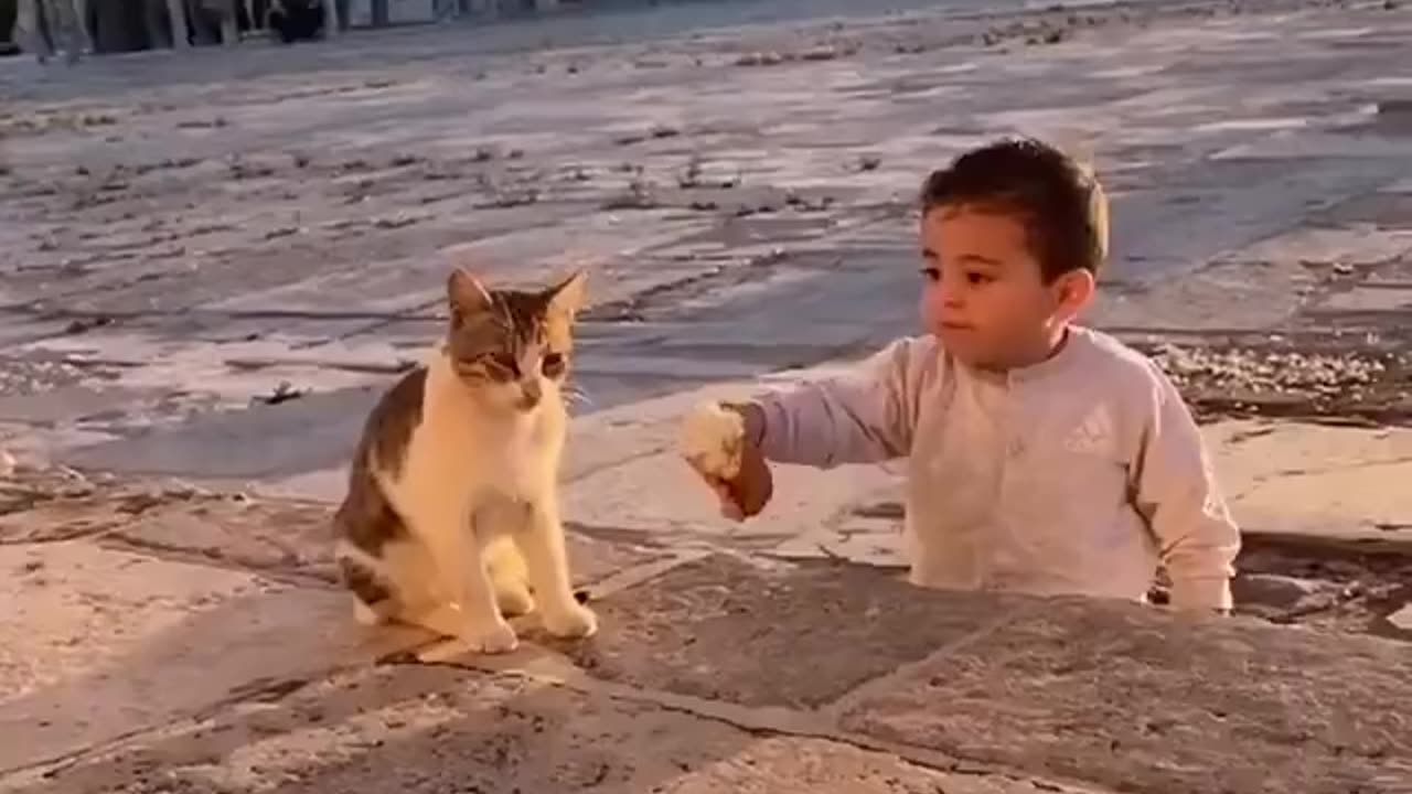 🇵🇸 A Palestinian boy shares his bread with a cat.