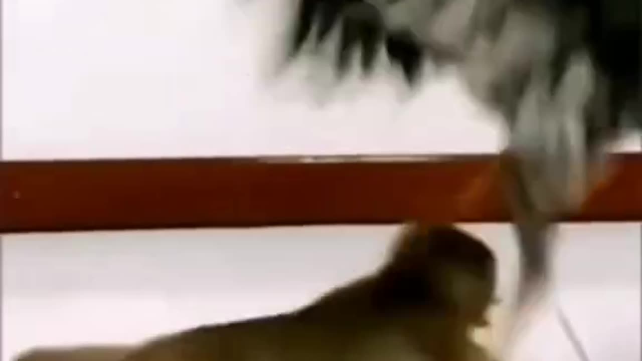 #funnyanimals #funny #shorts #shortsvideo