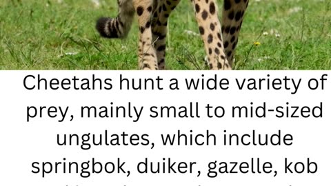 FACTS ABOUT CHEETAH....2\6