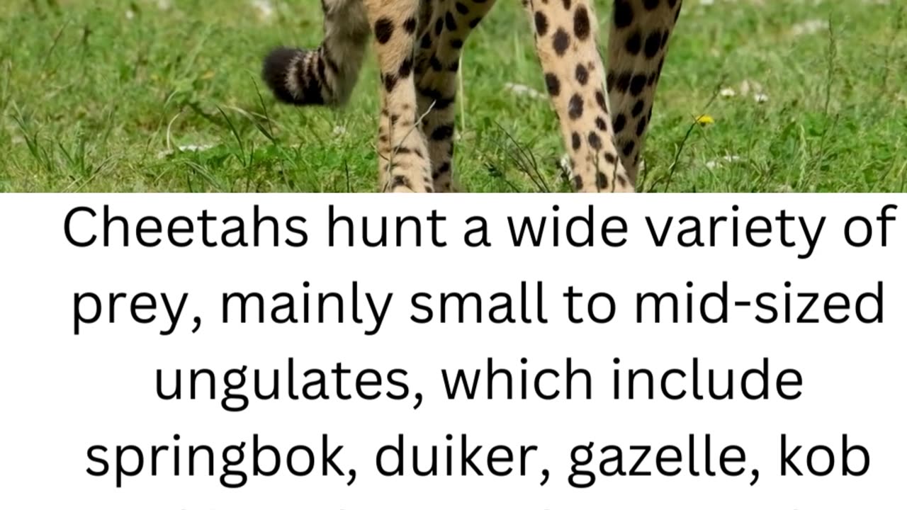 FACTS ABOUT CHEETAH....2\6