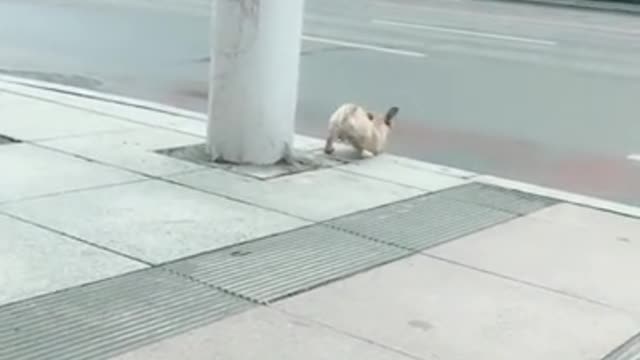 A puppy on the road.