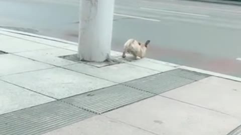 A puppy on the road.