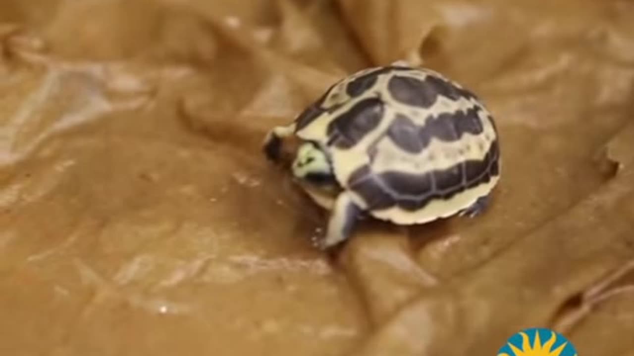 Second Spider Tortoise Arrives at the Smithsonian National Zoo