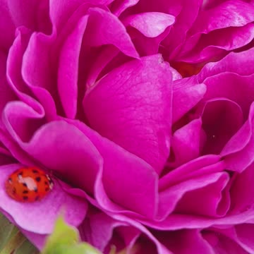 Beauty of Nature : Nature's Lover : home garden