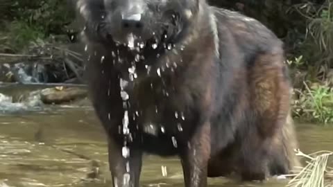 Wolf in Water