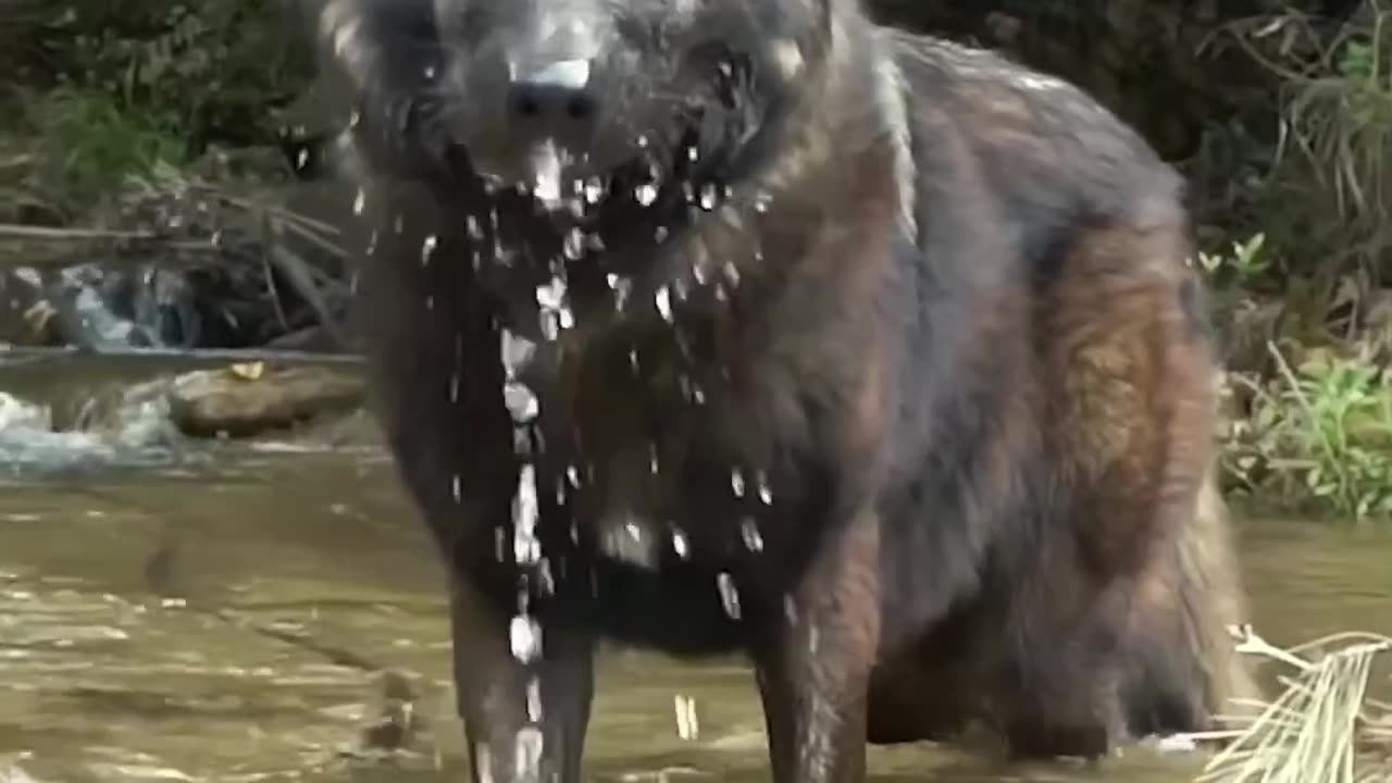 Wolf in Water