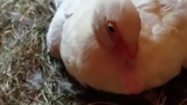 Amanda Grace Talks...A 2ND BIRTH, A DOUBLE PORTION!!!