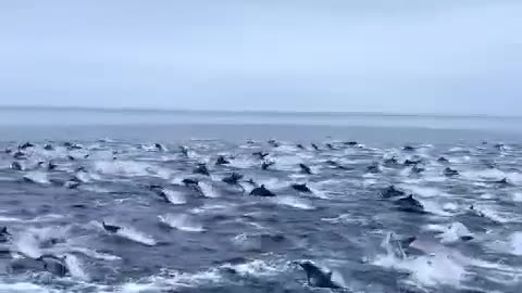 Dolphin's off San Diego coast