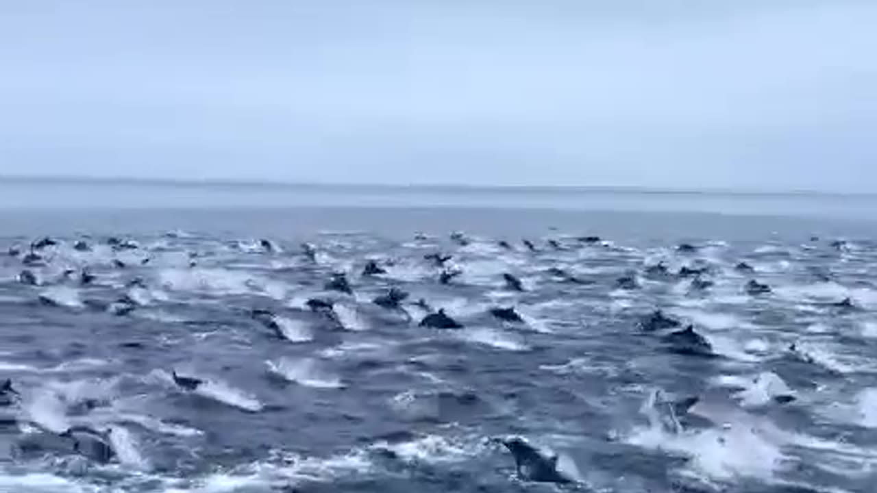Dolphin's off San Diego coast