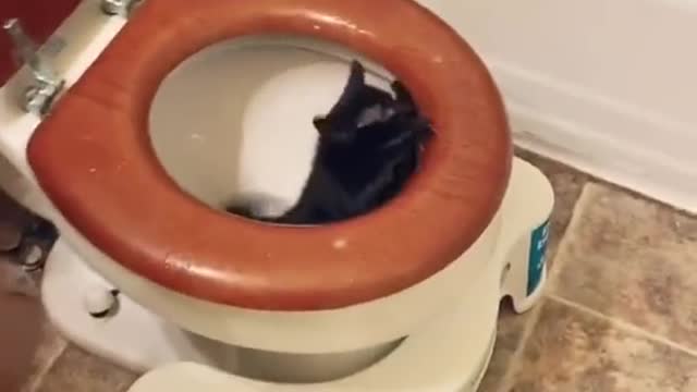 Funniest Cat Video