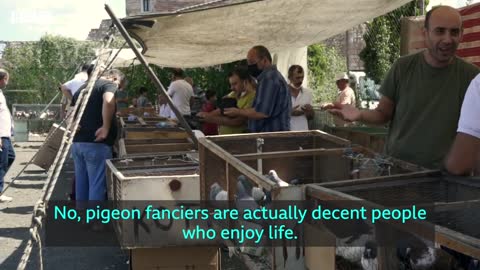 Pigeon-keeping in Istanbul on the rise