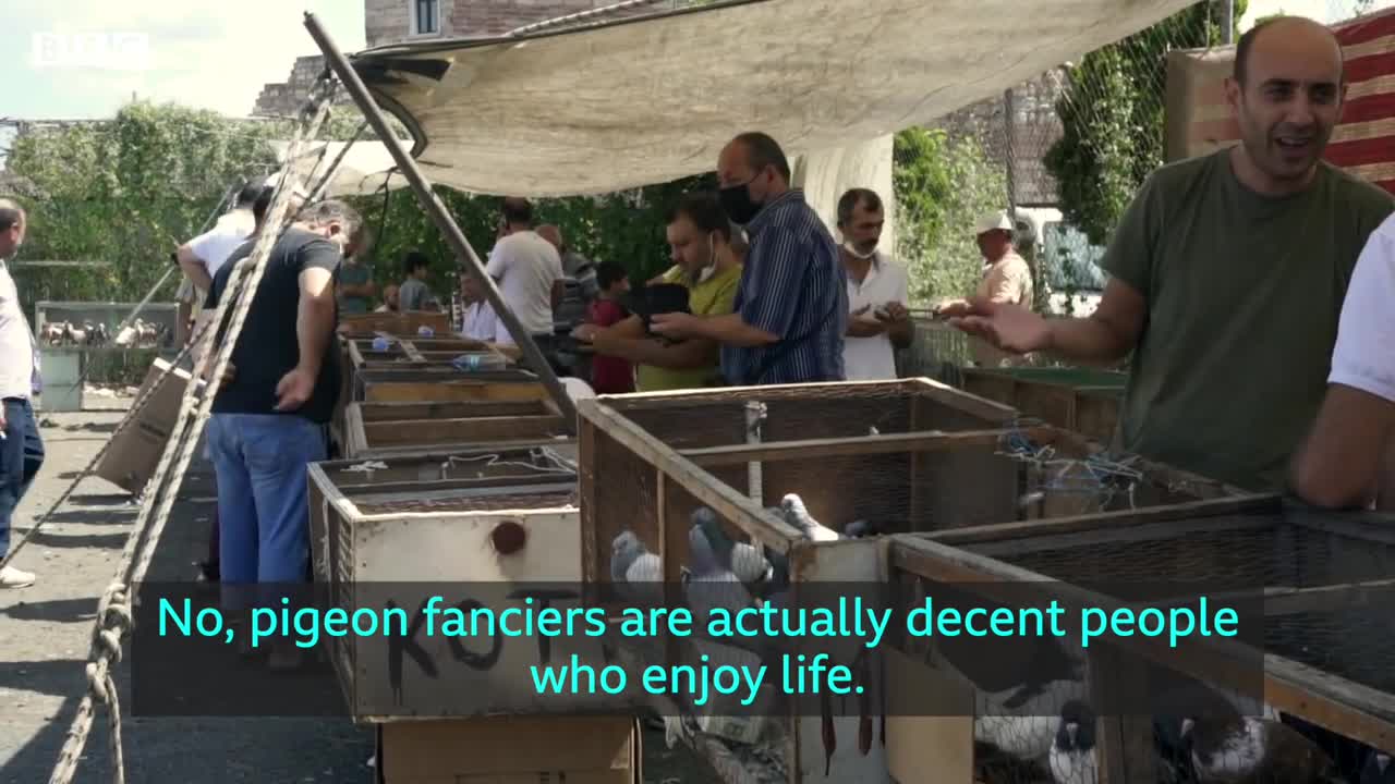 Pigeon-keeping in Istanbul on the rise