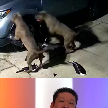 Two Pitbulls Tear Up An SUV