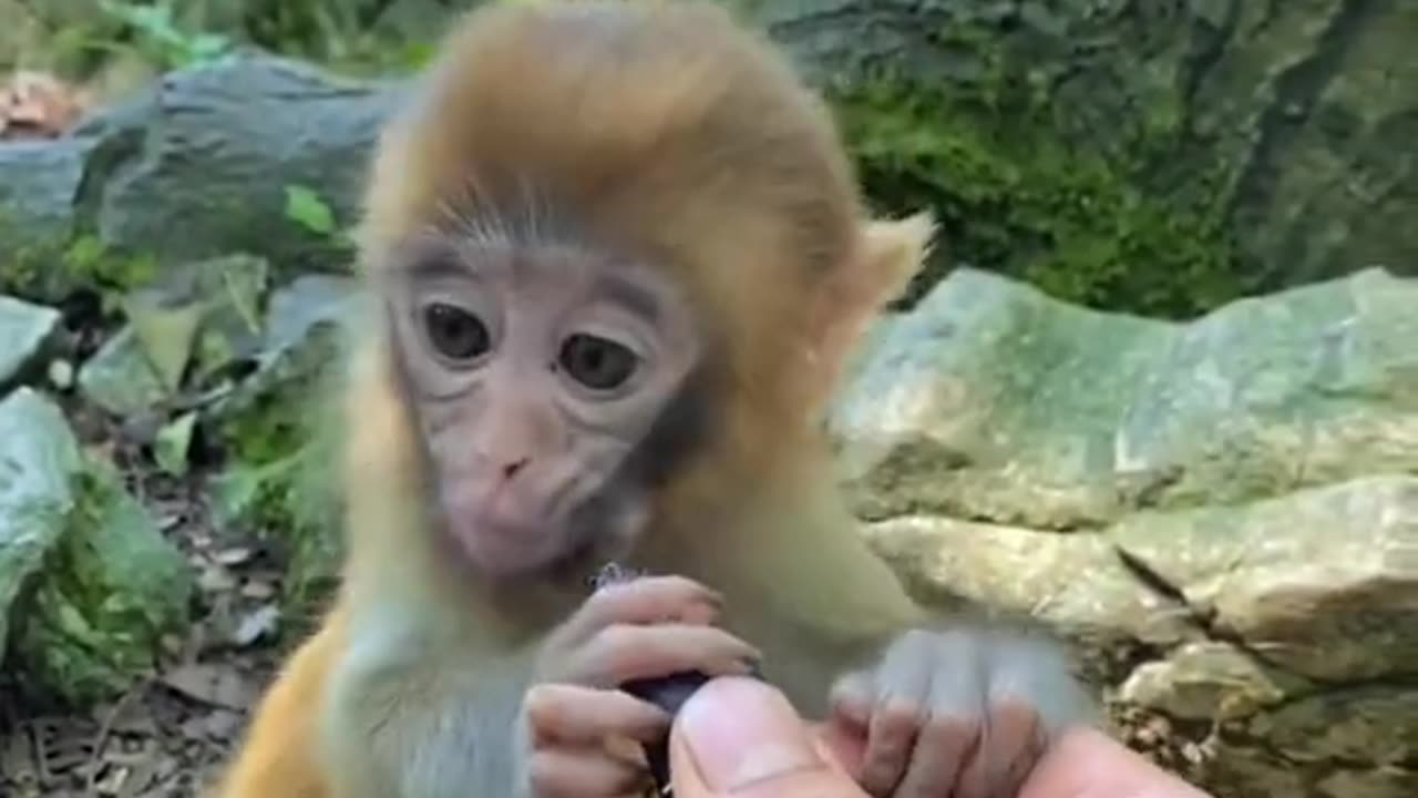 Naugt monky