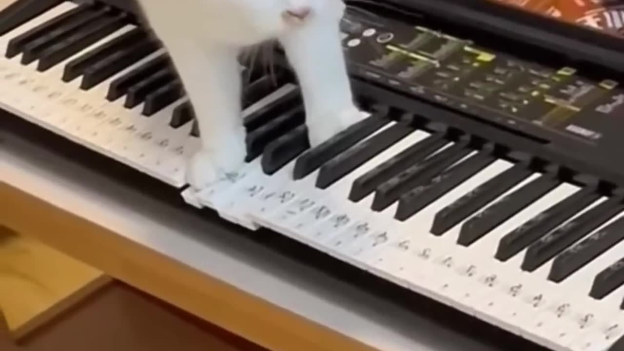 A cat that plays an instrument