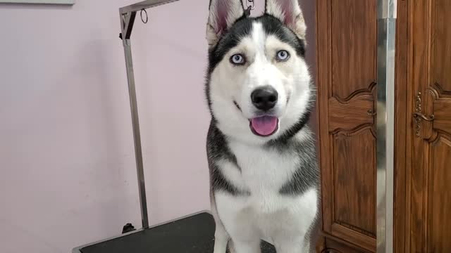 Hilarious dramatic Husky throws a temper tantrum- Our Pets 🐶